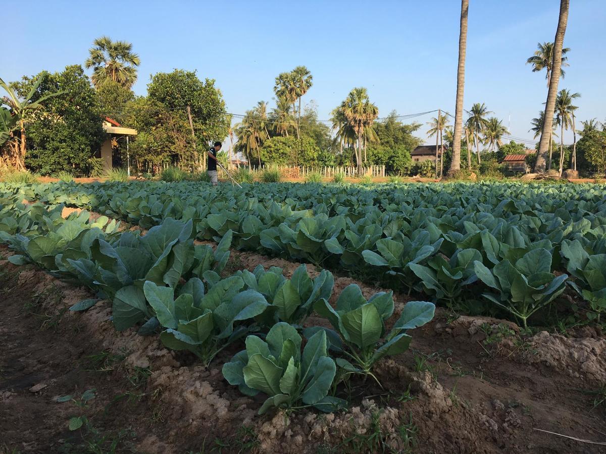 Green Life Cottage Siem Reap Luaran gambar